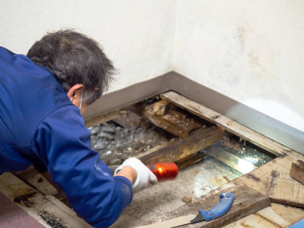 Best Water Damage Restoration  in Moville, IA