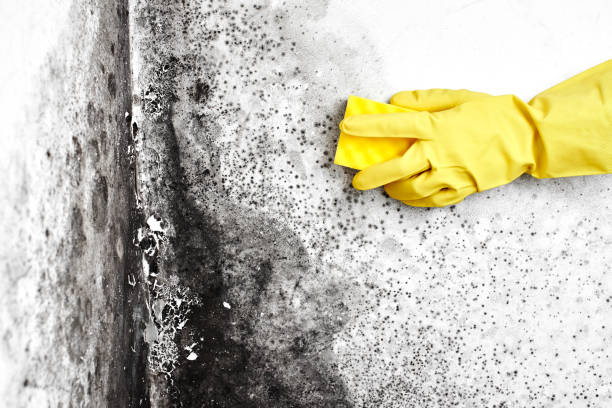 Best Mold Removal and Inspection  in Moville, IA