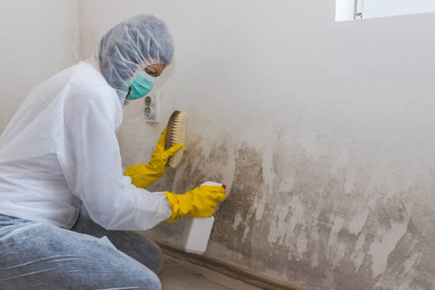 Best Mold Testing  in Moville, IA