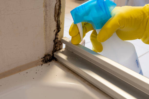 Best Attic Mold Removal  in Moville, IA