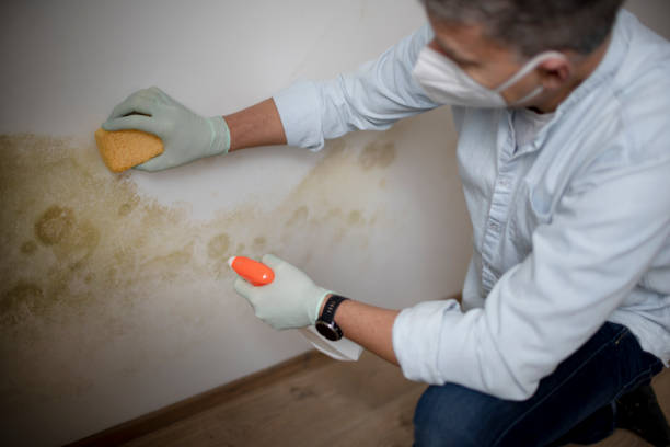 Home Mold Removal in Moville, IA