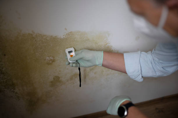 Best Mold Damage Repair  in Moville, IA