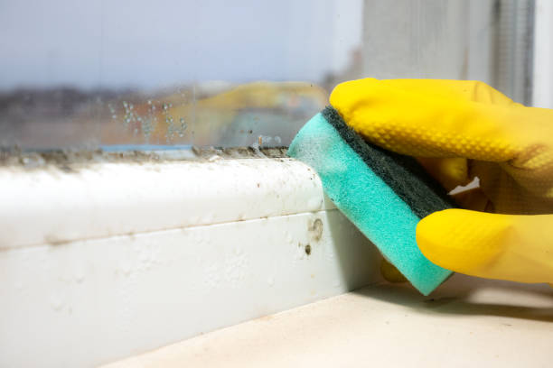 Best Local Mold Removal Service  in Moville, IA
