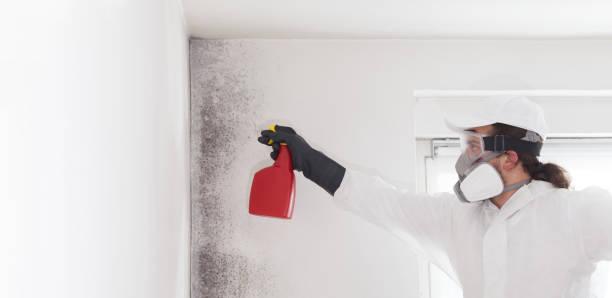 Best Home Mold Removal  in Moville, IA