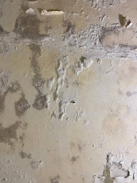 Best Mold Removal Near Me  in Moville, IA