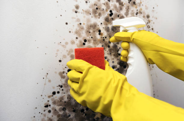 Best Fast Mold Removal  in Moville, IA