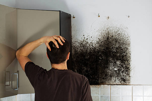 Best Mold Cleaning Services  in Moville, IA