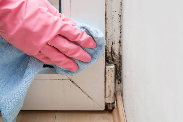 Best Crawl Space Mold Removal  in Moville, IA